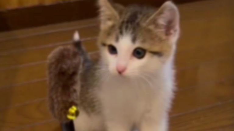 猫じゃらしで遊ぶ子猫