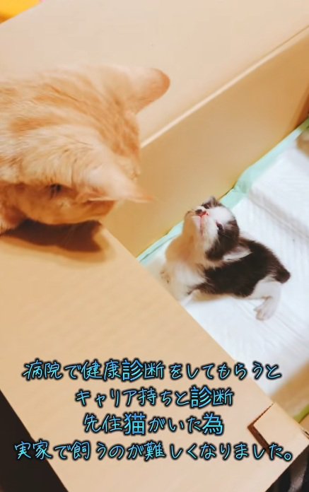 上を向いている黒白模様の子猫と茶トラ