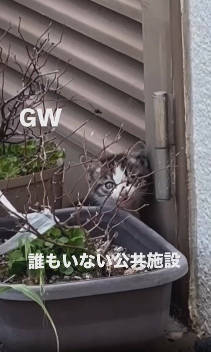 植木の後ろにいる子猫