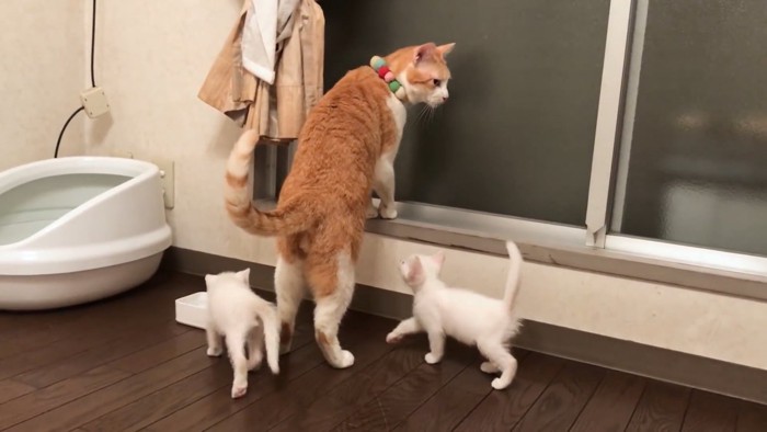 窓際にいる猫たち