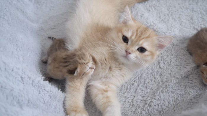 伸びをする子猫の写真