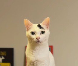 台に座っておやつを待っている猫