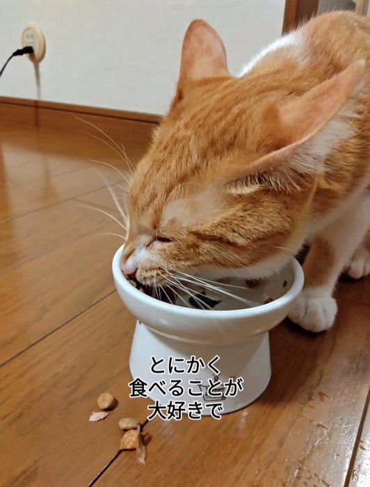 ごはんを食べる猫