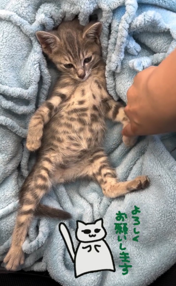 前足を触られる子猫