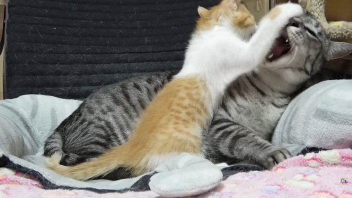 茶白子猫とサバトラ猫さん