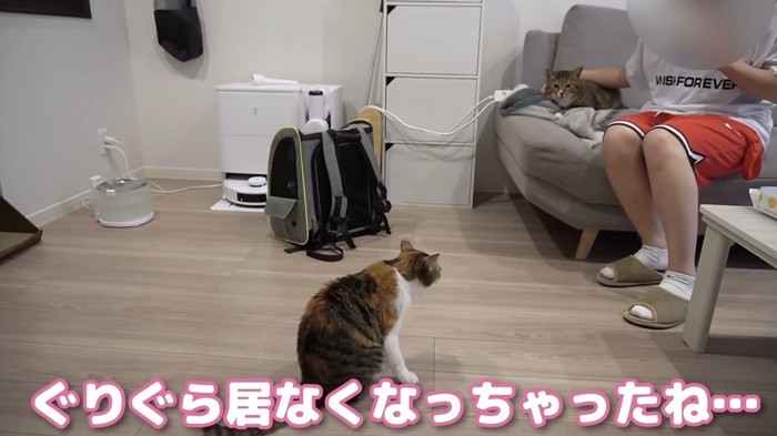 子猫を預けて帰ってきた飼い主さん