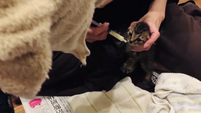 母ちゃんにミルクをもらう子猫