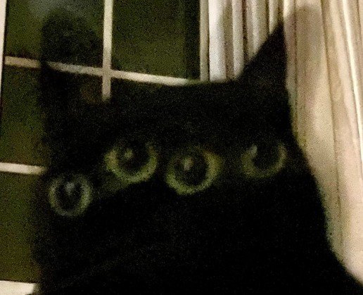 四つ目の猫(目だけアップ)