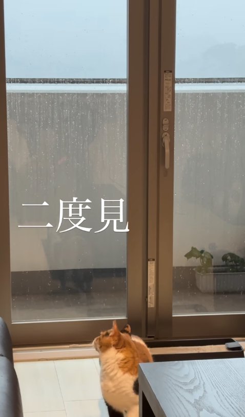 テーブル近くで後ろを振り返る猫