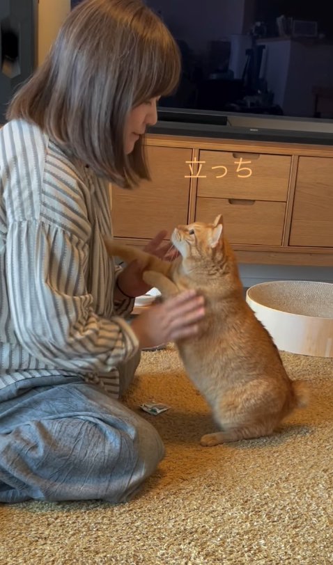 ママに向かって立っちをしている猫