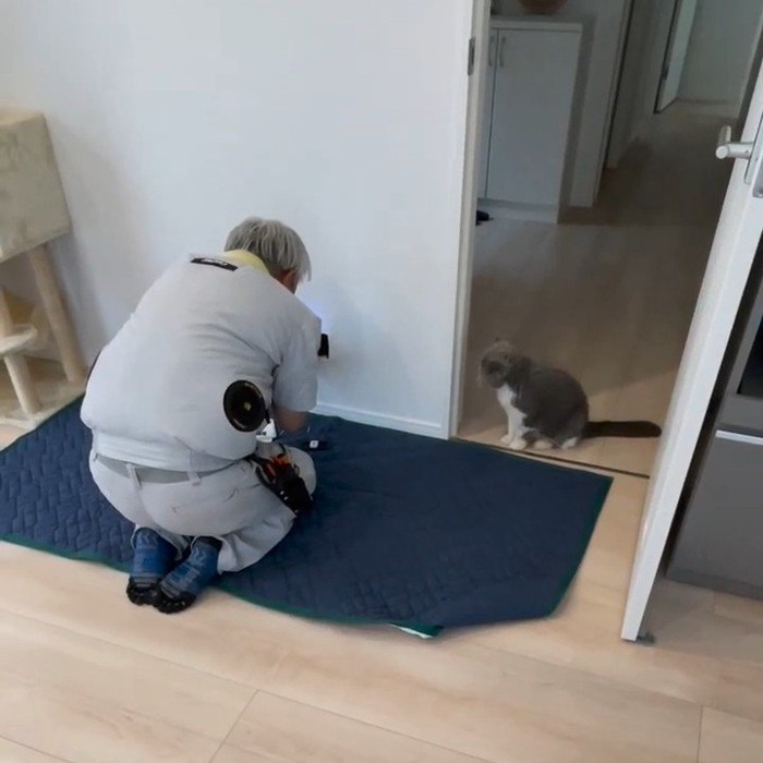 作業中の人を見る猫