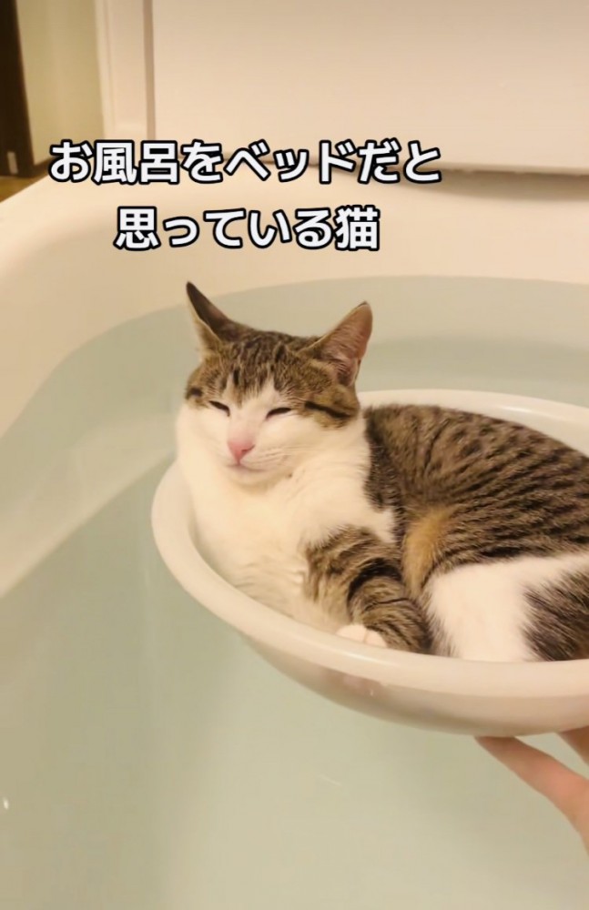 湯船に浮かべた洗面器の中で寛ぐ子猫