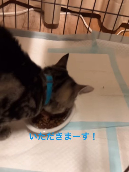 ごはんを食べる子猫