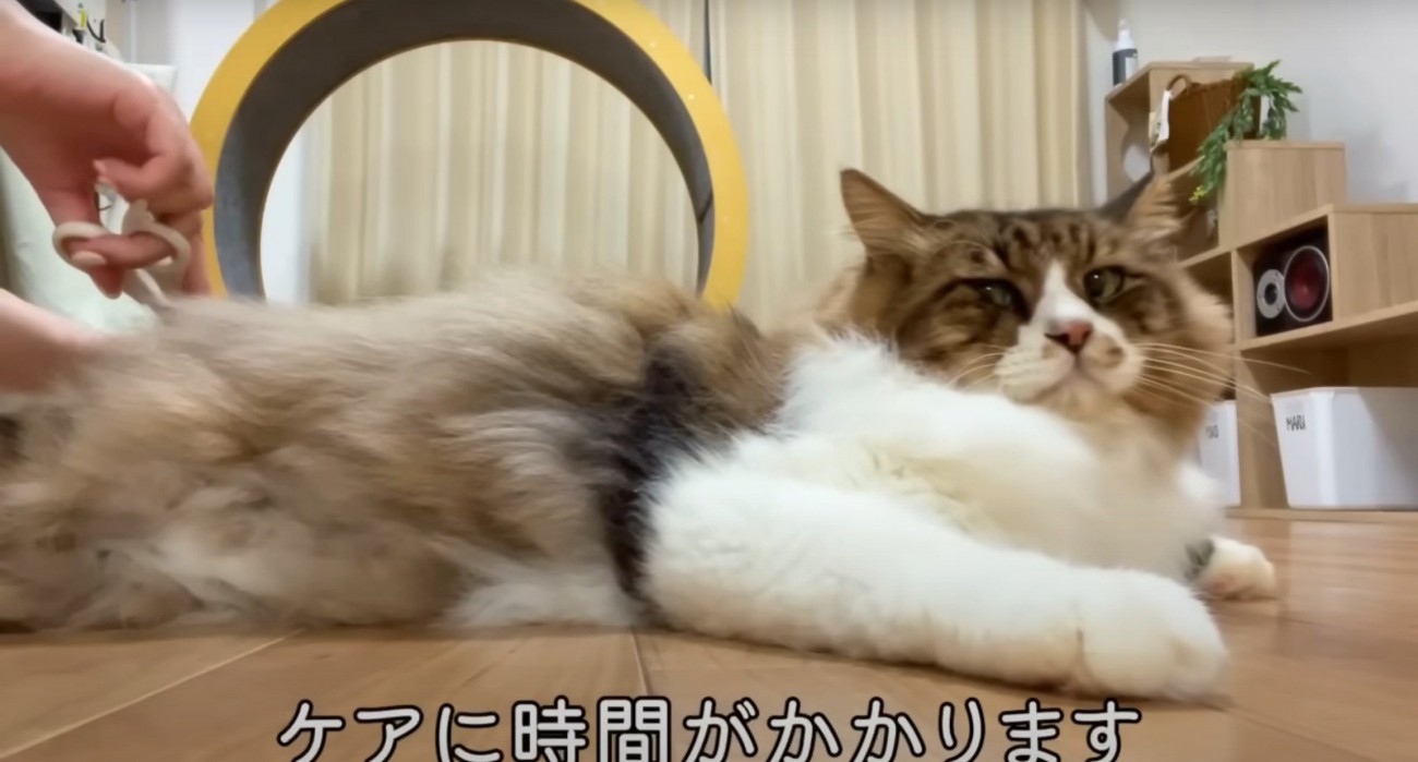 長毛猫