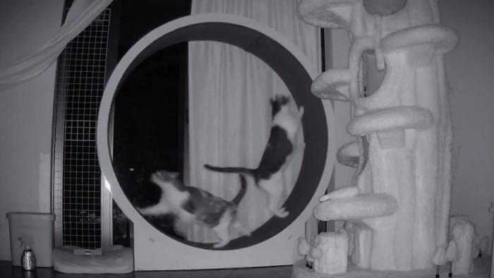 キャットホイールに乗る2匹の猫