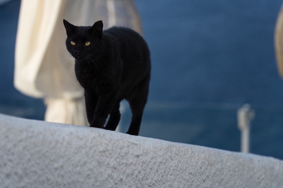 ギリシャの黒猫
