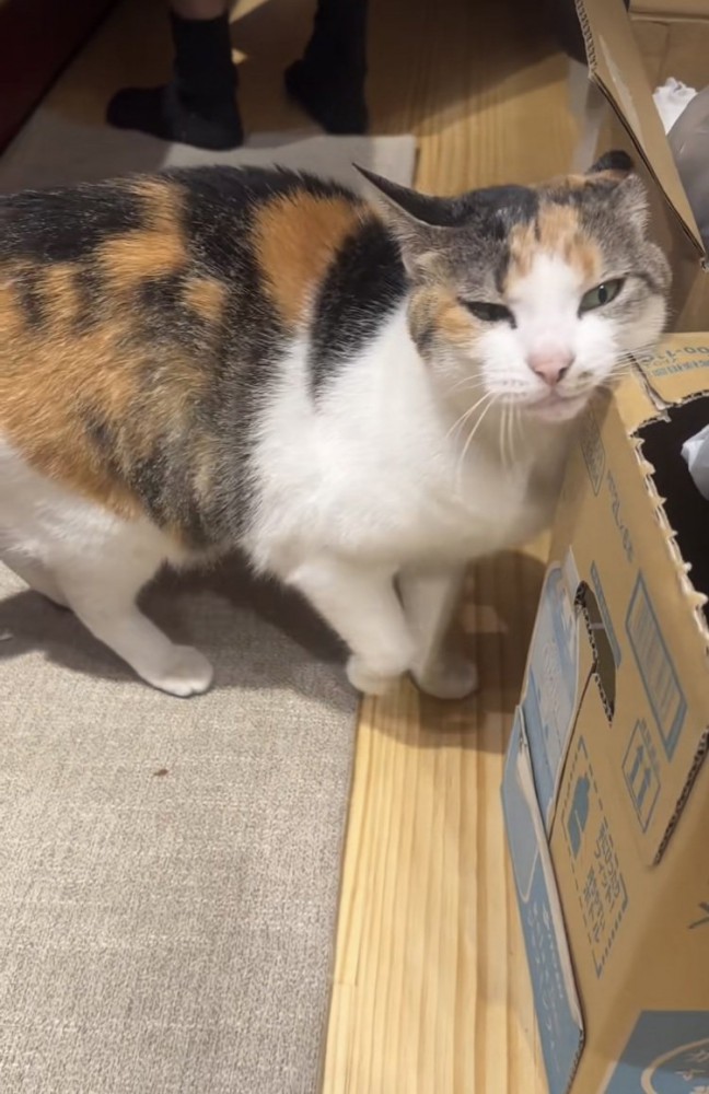 段ボールに顔を擦り付ける三毛猫