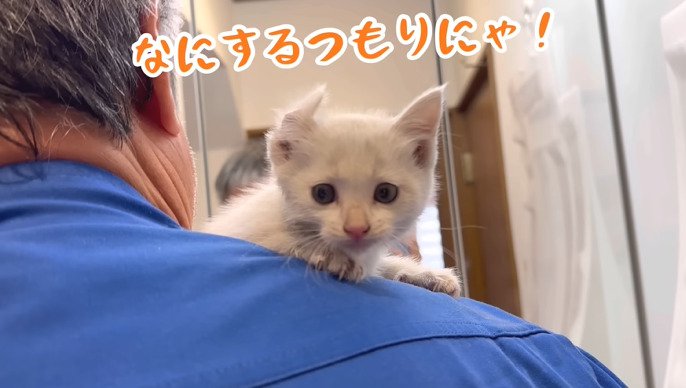 抱っこされる子猫