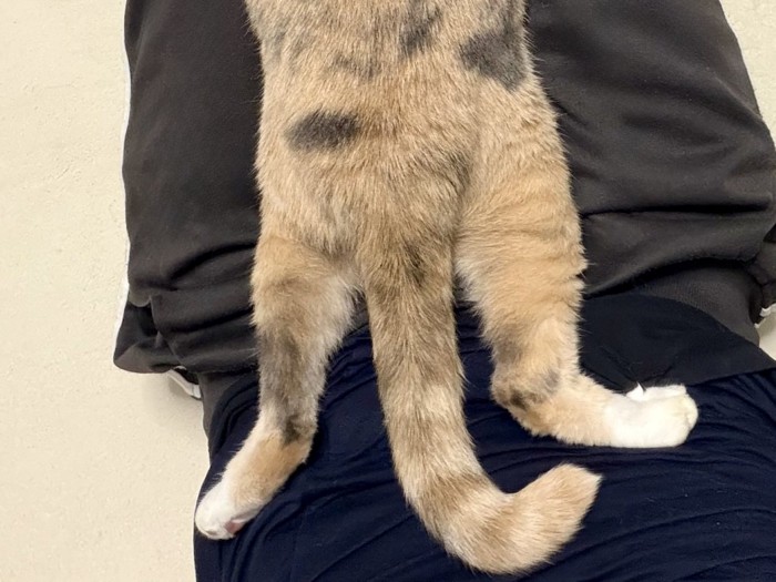 くつろいでいる三毛猫の下半身