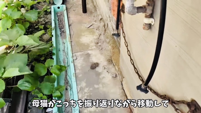 キジトラ猫のうしろを歩くママ