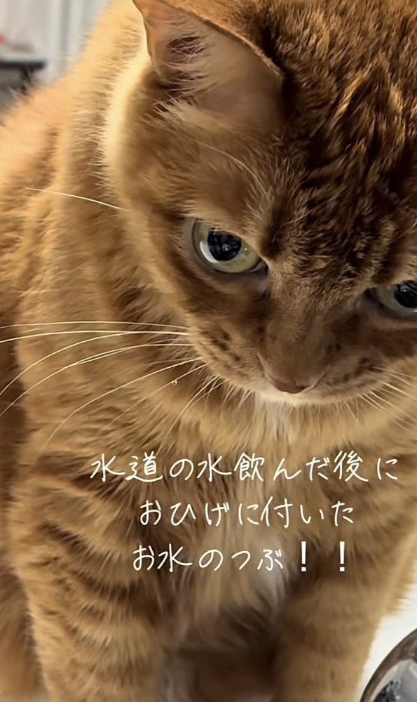 「水道の水飲んだ後に...」のテロップ写真