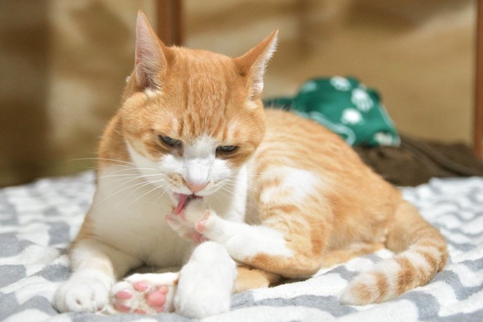 後ろ足を舐める猫