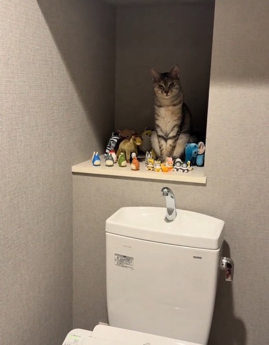 置物に囲まれるルナちゃん