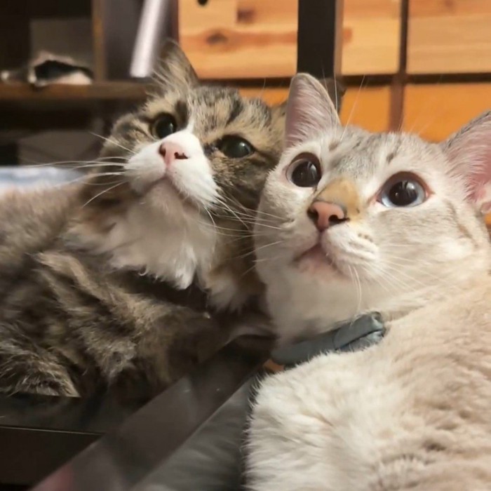 見上げる2匹の猫