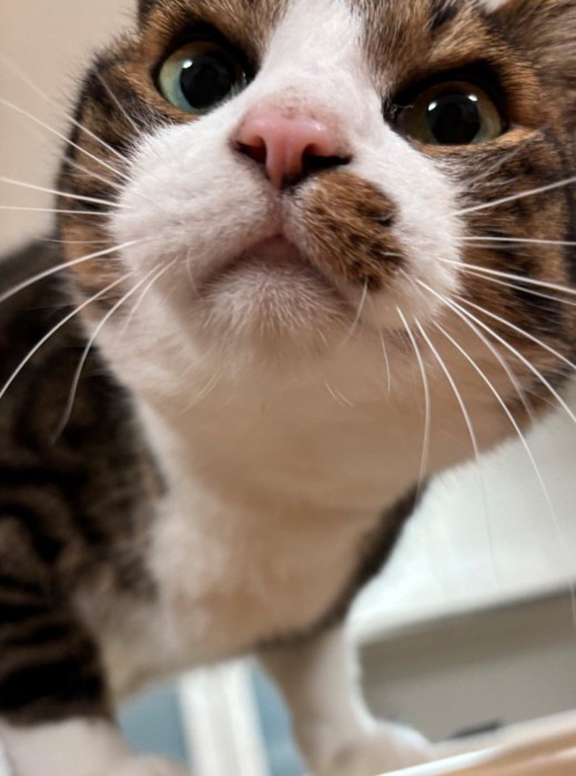 カメラに顔を近づける猫