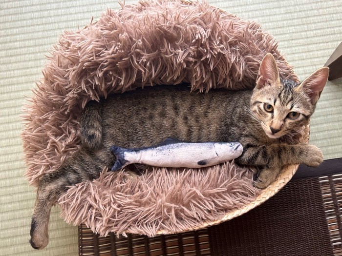 くつろぐキジトラ