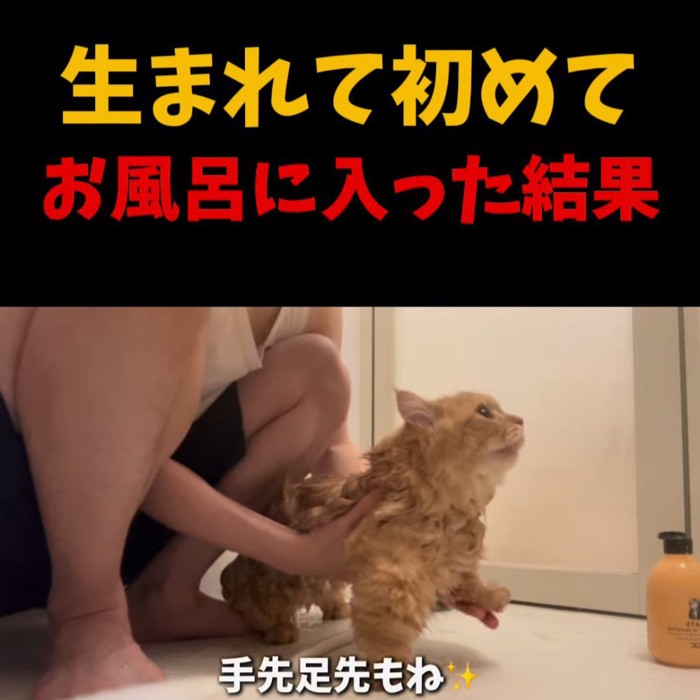 前足を洗われる猫
