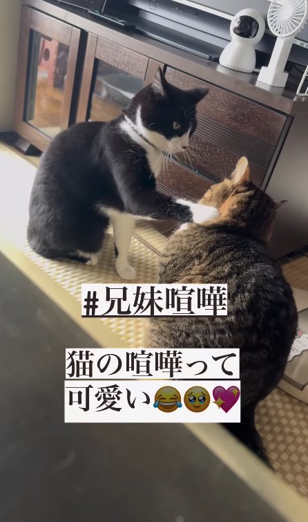 白サバ猫に右前足を乗せている黒白猫