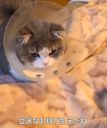 エリカラを着けた猫（立派なお耳が生えたね）