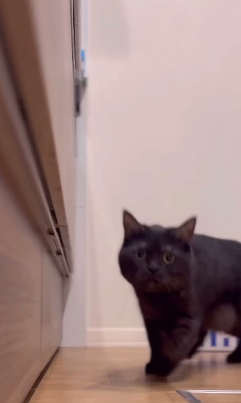 キッチンでカメラに近寄るグレーっぽい黒猫