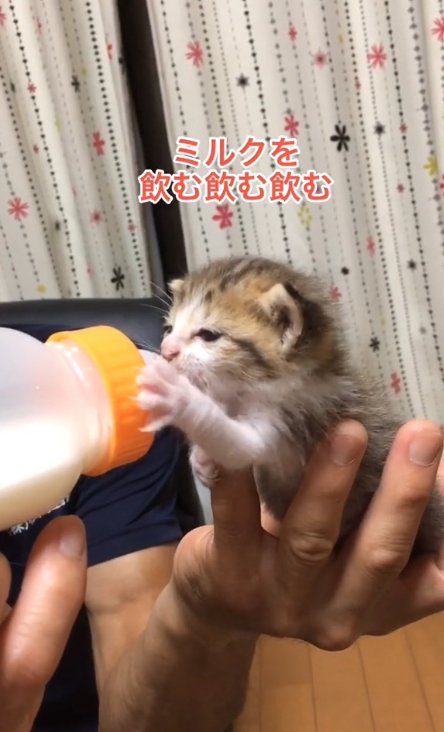 ミルクを飲んでいる子猫