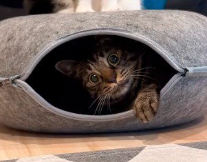 目を丸くしてキャットハウスから顔を出すキジトラ猫