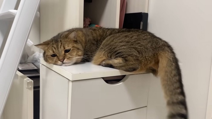 しょんぼりとした表情の猫さん