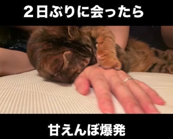 人の腕を前足で抱える猫
