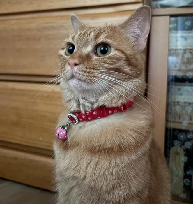 箪笥前の茶トラ