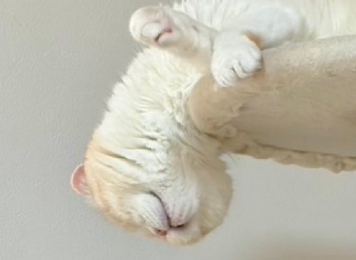首が落ちそうになる猫