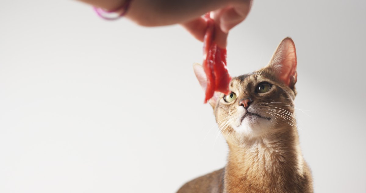 生肉をもらう猫