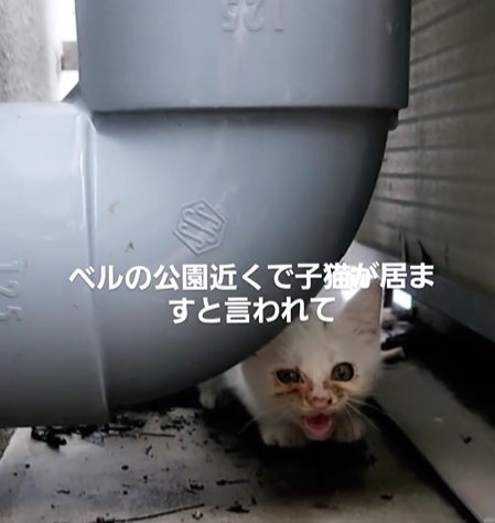 パイプの奥に隠れる猫