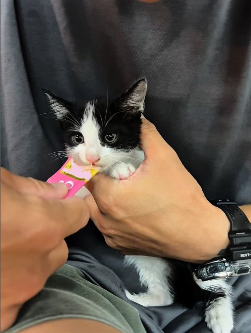 膝の上でちゅーるを差し出されている子猫