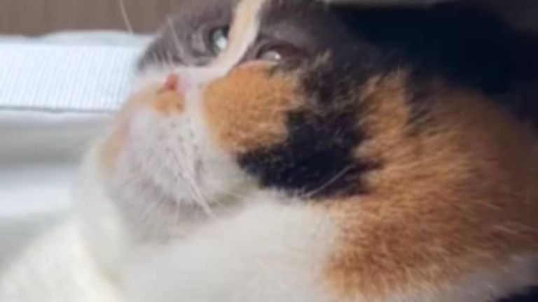 壁に顔を当てている猫