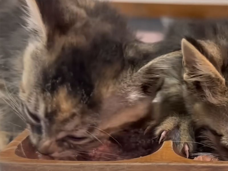 ご飯を食べる子猫