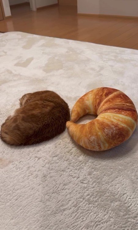 クロワッサン型のクッションと猫