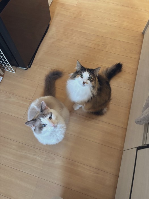 おやつを待つみかんちゃんとなつめくん