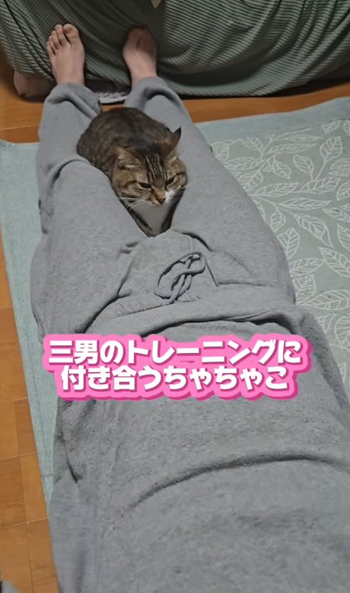 横になる飼い主の足の間で香箱座りをしている猫