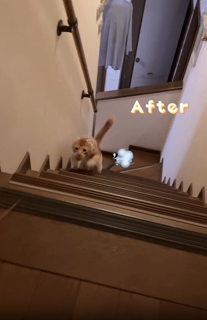 階段を駆け上がる猫
