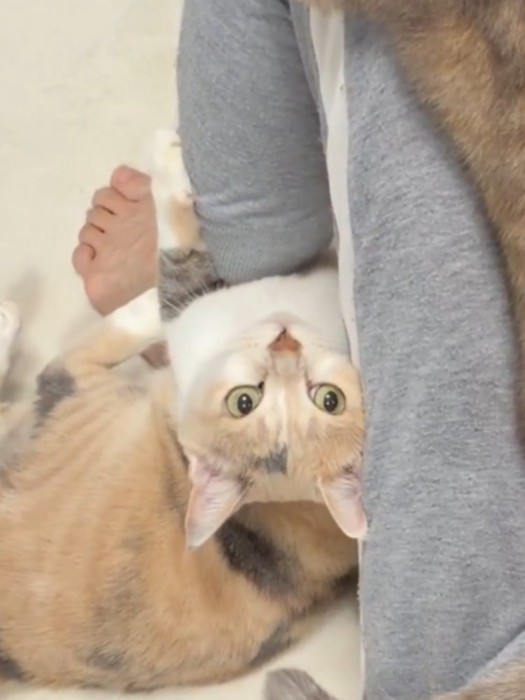 飼い主の足をけりけりして抗議している三毛猫の様子